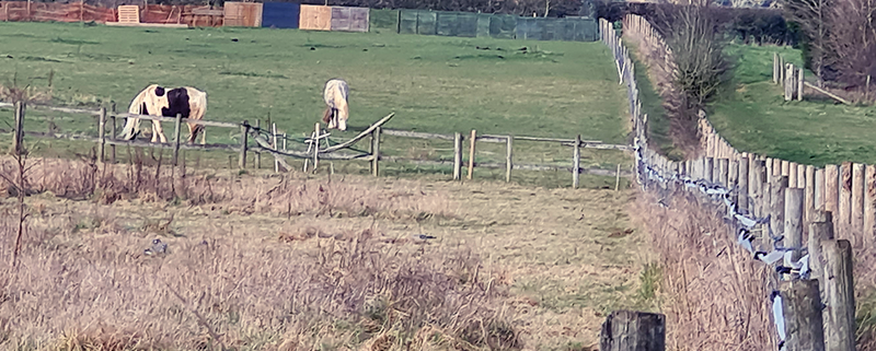 HORSE FIELD AND FOOTPATH