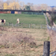 HORSE FIELD AND FOOTPATH