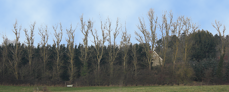 HORSE FIELD VIEW