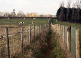 VIEW OF PATHWAY THROUGH FIELD