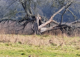 FALLEN TREE IN FIELD