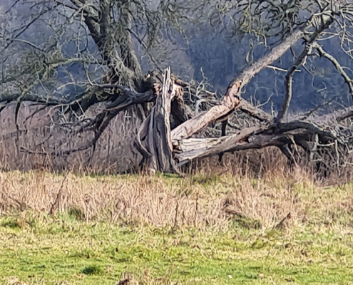 FALLEN TREE IN FIELD