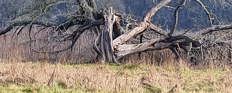 FALLEN TREE IN FIELD