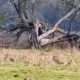 FALLEN TREE IN FIELD