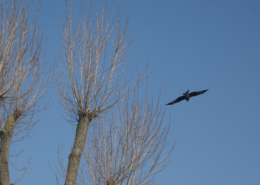 RED KITE BIRD FLYING ABOVE