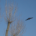 RED KITE BIRD FLYING ABOVE