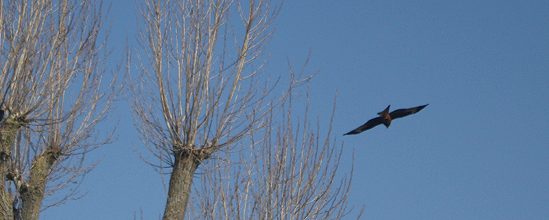 RED KITE BIRD FLYING ABOVE